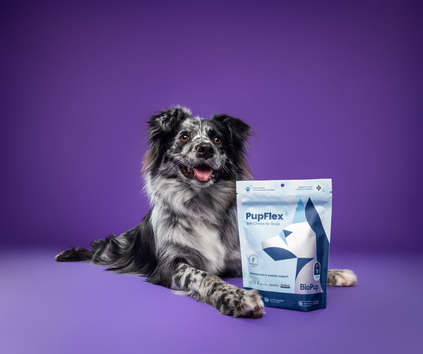 Are Dog Joint Supplements Good for Dogs? A Science-Based Guide for Pet Parents
