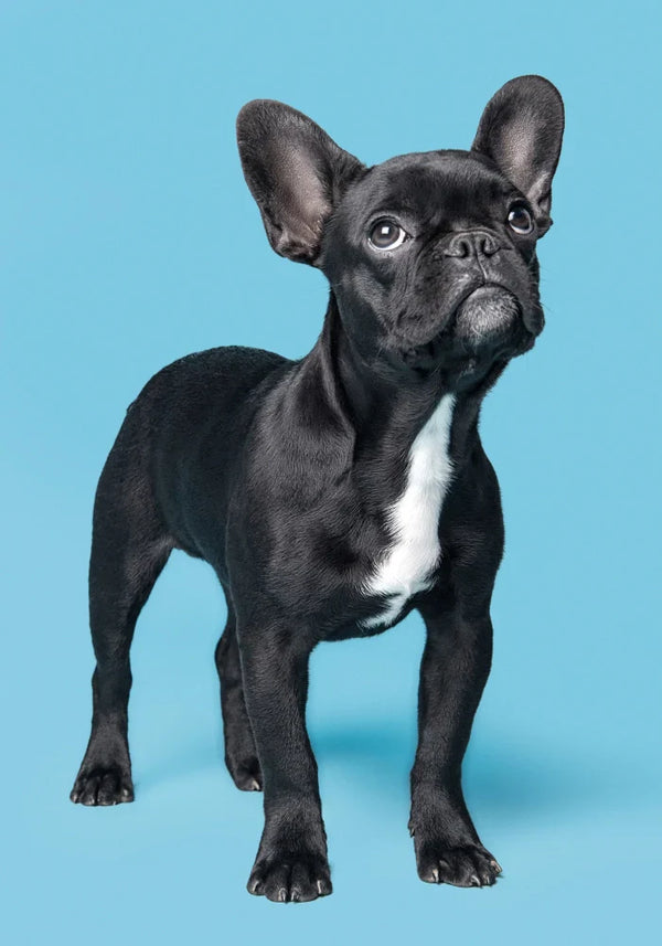 The Great Treat-ening: Why Over Half of U.S. Dogs Carry Extra Weight and How to Turn It Around (Joint-Friendly Edition)