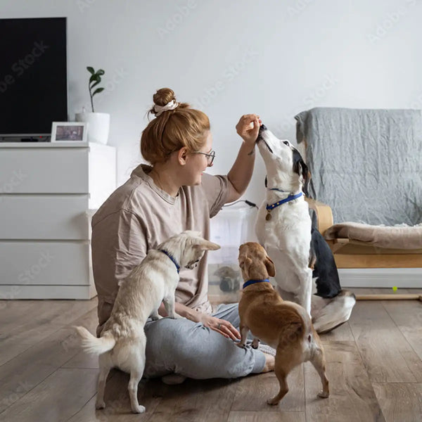 Understanding Dog Joint Pain: Modern Solutions for Your Canine Companion