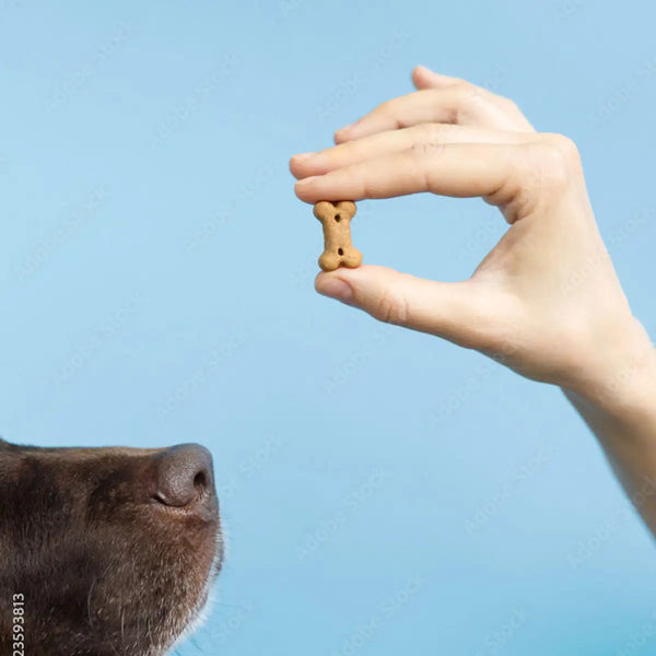 When to Start Giving Dog Joint Supplements: The Optimal Timing for Your Dog's Long-Term Mobility