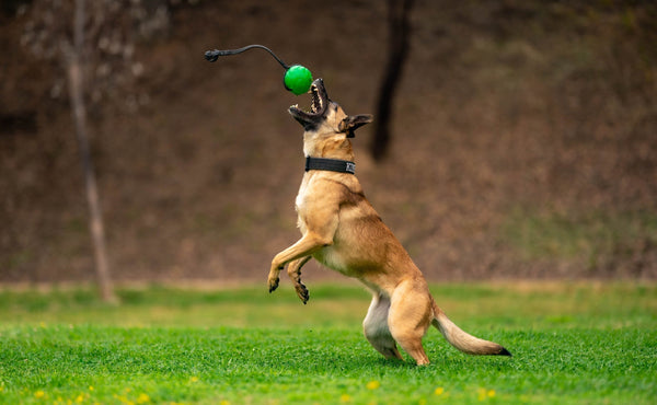 Maintaining Healthy Joints in Dogs with UC-ll
