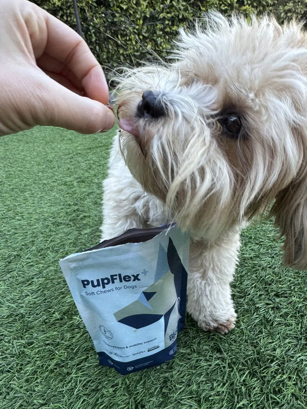 Small Dog Joint Supplements: Why Size Matters for Your Tiny Companion's Joint Health