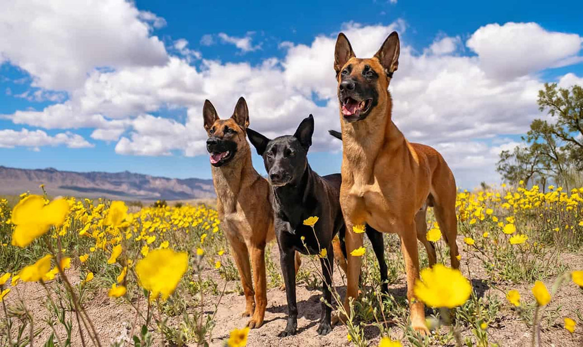 Three Dogs stand eagerly outdoors during a session of active play.