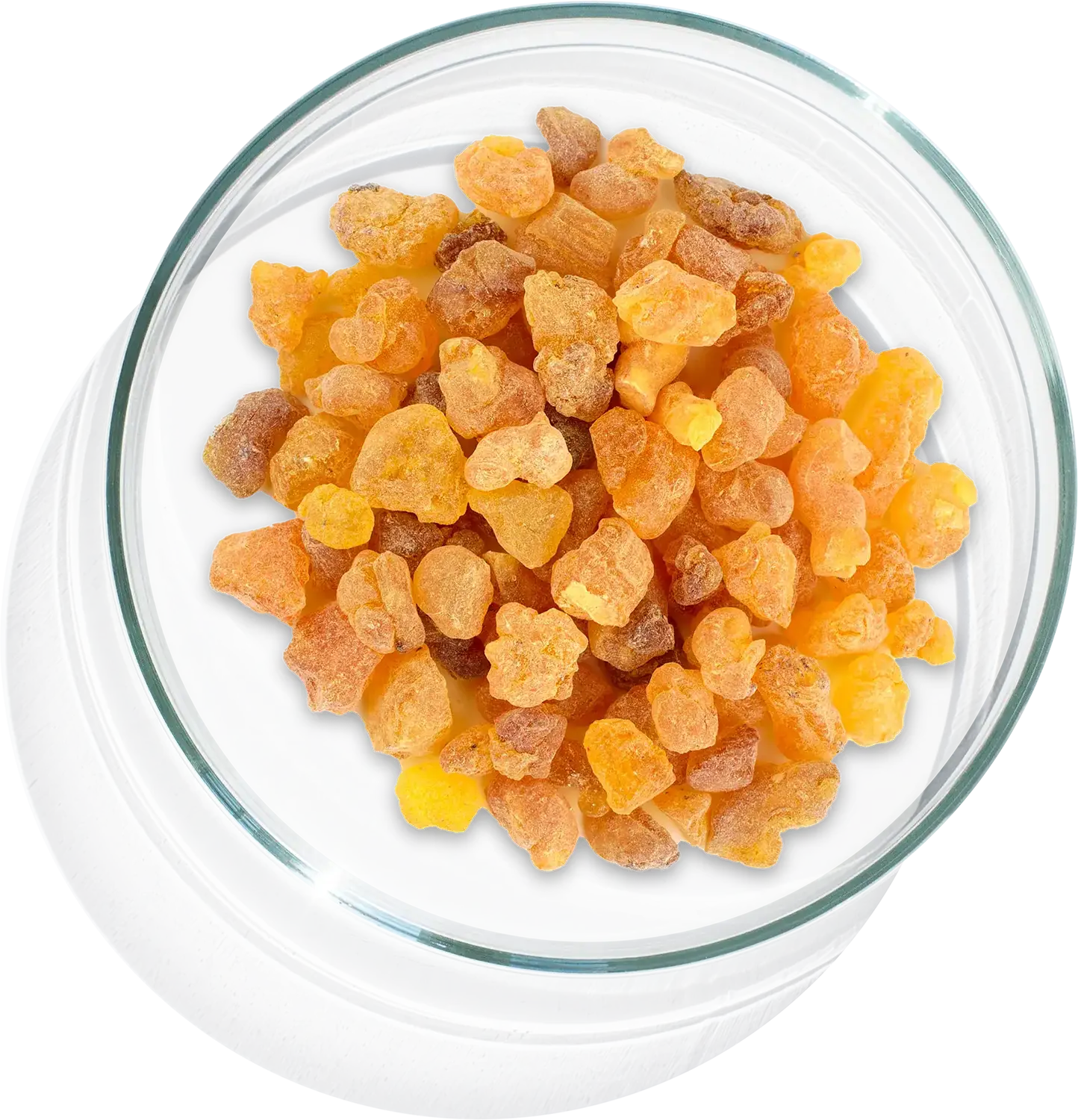 Boswellia Serrata Petri dish