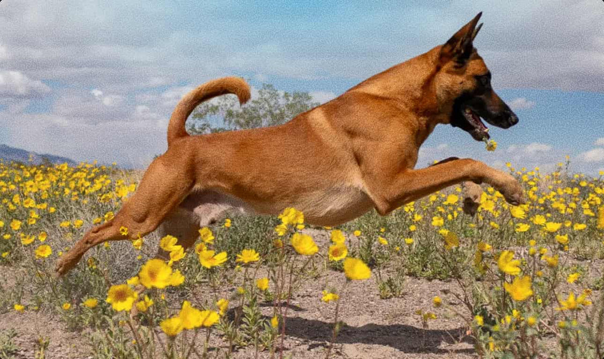 Dog running in a field of wildflowers during a session of active play.