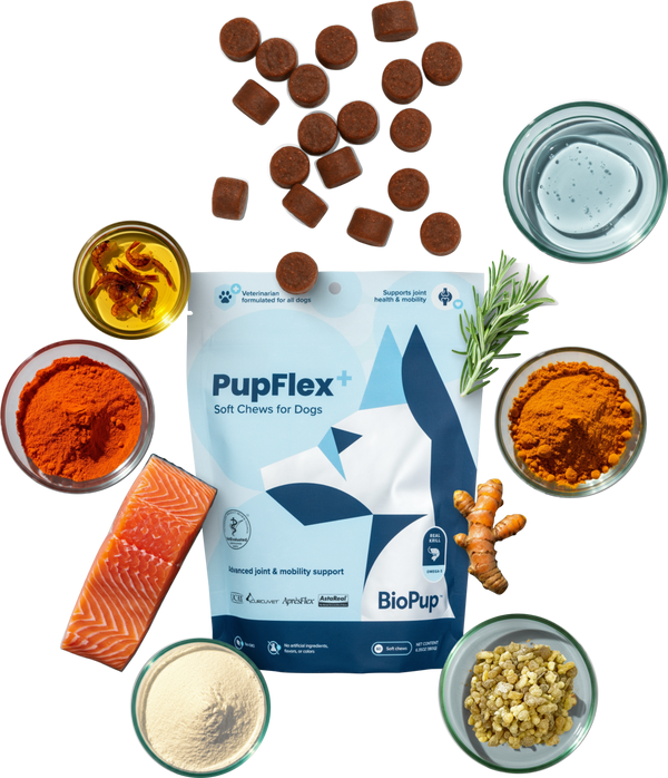 The Science of Omega-3 Fatty Acids in Canine Nutrition: Understanding Source Superiority and Bioavailabilit