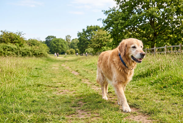 Hyaluronic Acid for Canine Joint Health: Its Role in the Fluid That Cushions Joints