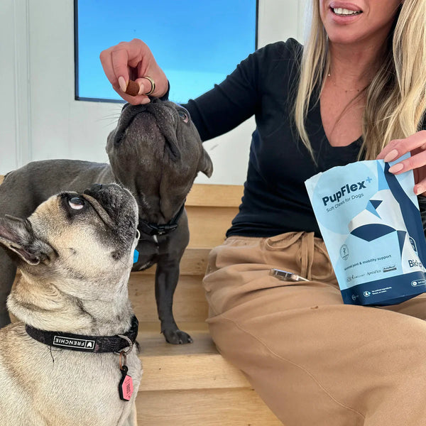 The Great Dog Food Revolution: Why Your Pup's Bowl Looks Nothing Like Grandpa's German Shepherd's Dinner