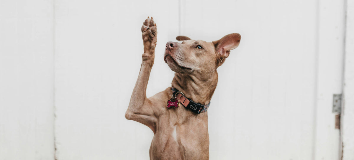 Understanding the American Dog Shelter Crisis: A Scientific Perspective on Adoption and Responsible Pet Ownership