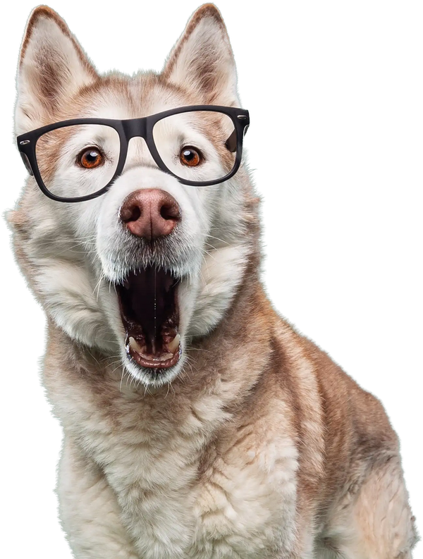 Can Joint Supplements Cause Diarrhea in Dogs? Understanding Digestive Reactions and Ingredient Quality