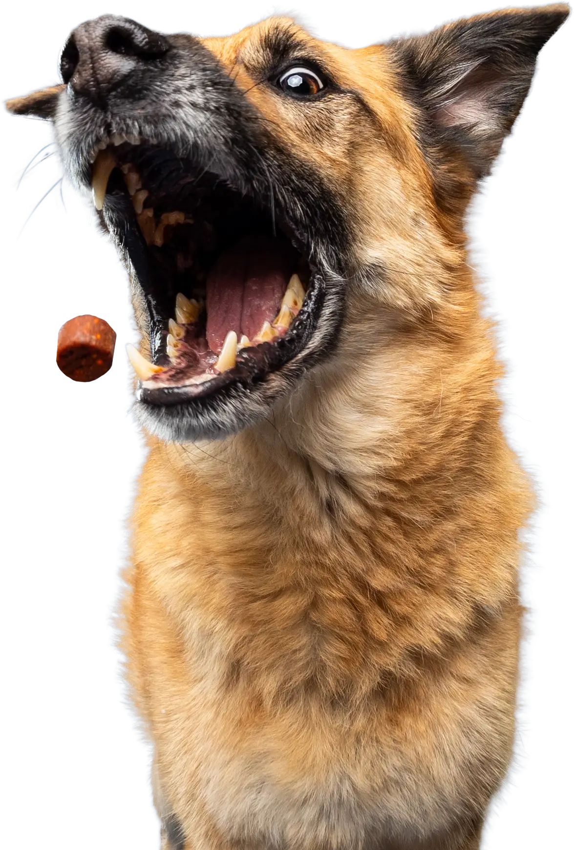 Can Joint Supplements Cause Liver Problems in Dogs? A Comprehensive Guide for Pet Parents