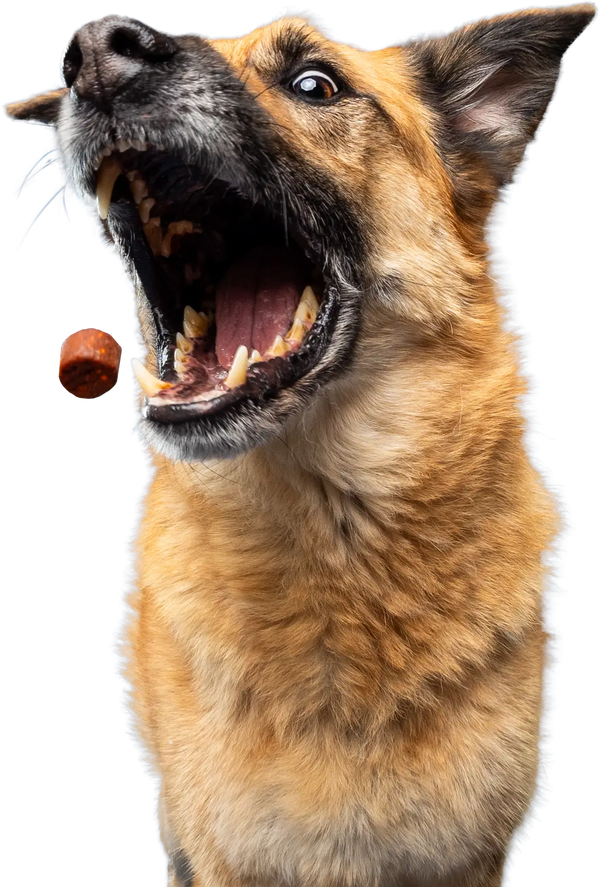 Can Joint Supplements Cause Liver Problems in Dogs? A Comprehensive Guide for Pet Parents