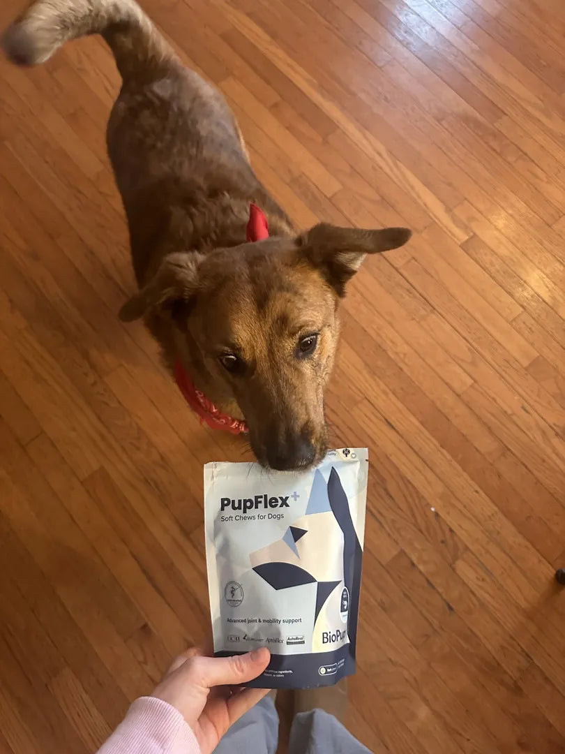 Do Dog Joint Supplements Work? A Science-Based Look at What Actually Helps Your Dog's Mobility