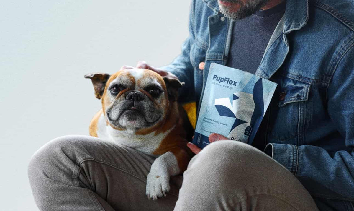 An older bulldog sits comfortably on owners lap with a bag of BioPup Pupflex+ Joint Health Supplement Chews.