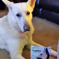 Photograph of user's large dog with pupflex+ package