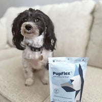 Photograph of user's Havachon dog with pupflex+ package