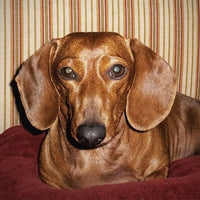 Photograph of user's dog Lisa