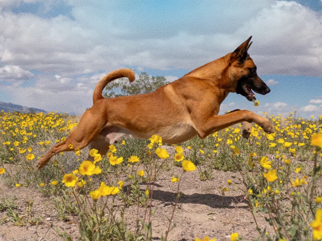 A Belgian Malinois leaping through a field of wildflowers