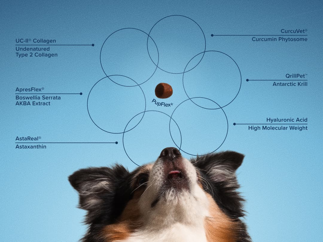 A dog looks up at a PupFlex+ chew, surrounded by its six active ingredients