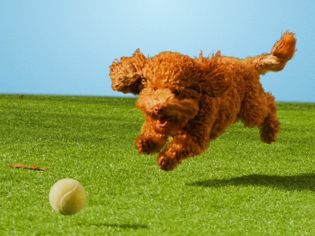 A curly-coated dog leaping for a tennis ball