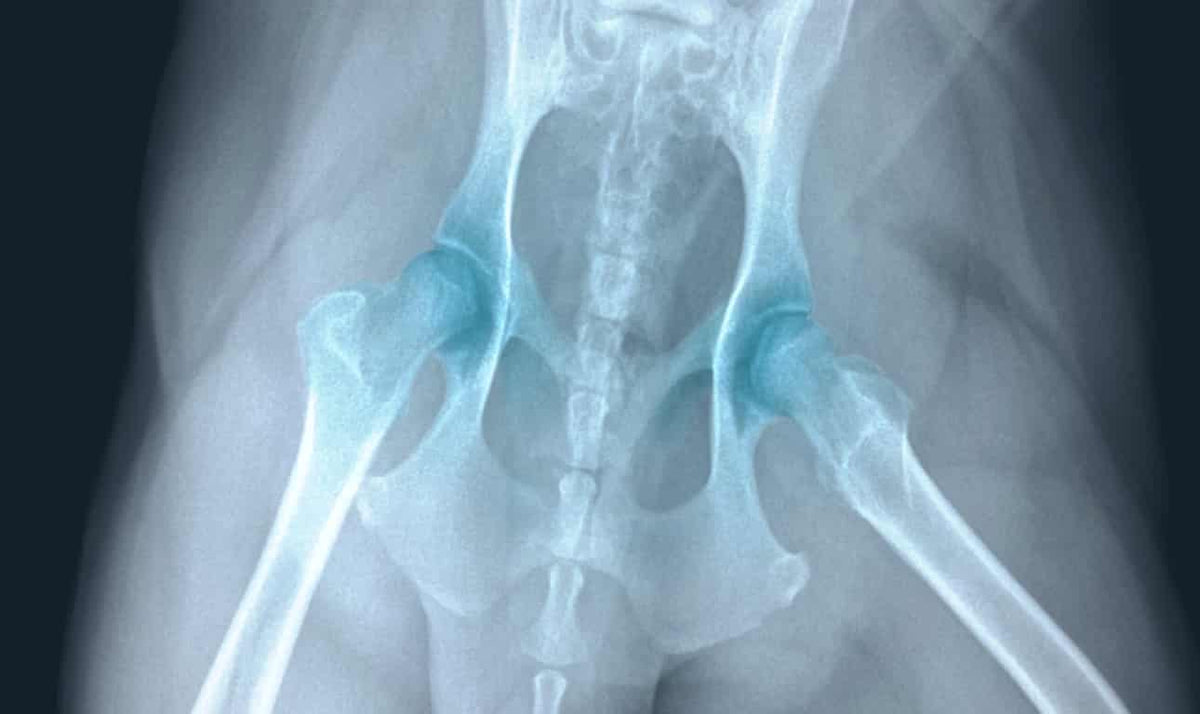 X-ray style visualization of a dog's rear hip joints, emphasizing the critical joint PupFlex+ supports.