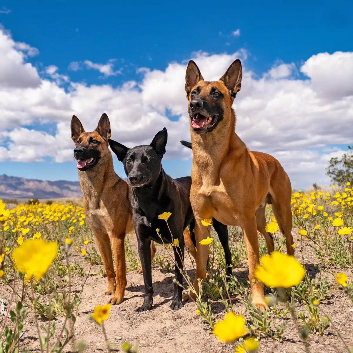 3 dogs standing together in a field of flowers