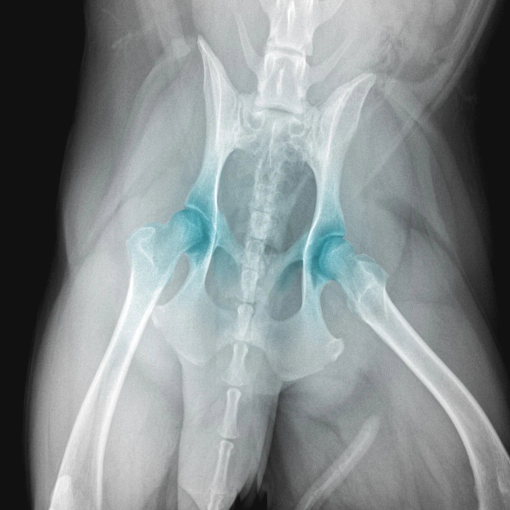 image highlighting impact on dog joints