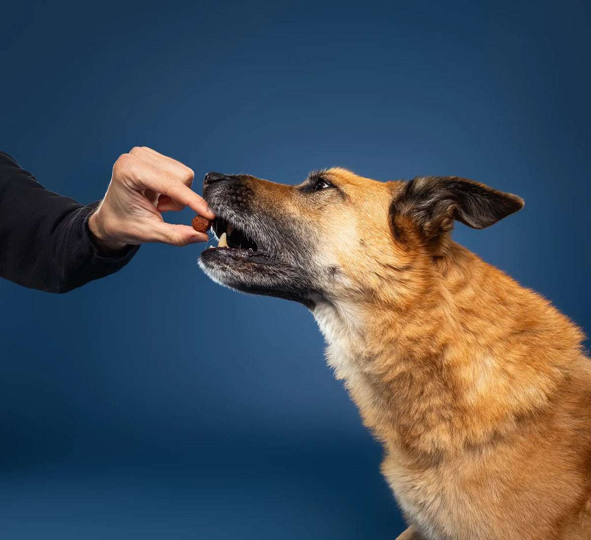 Hand giving treat to an excited pup