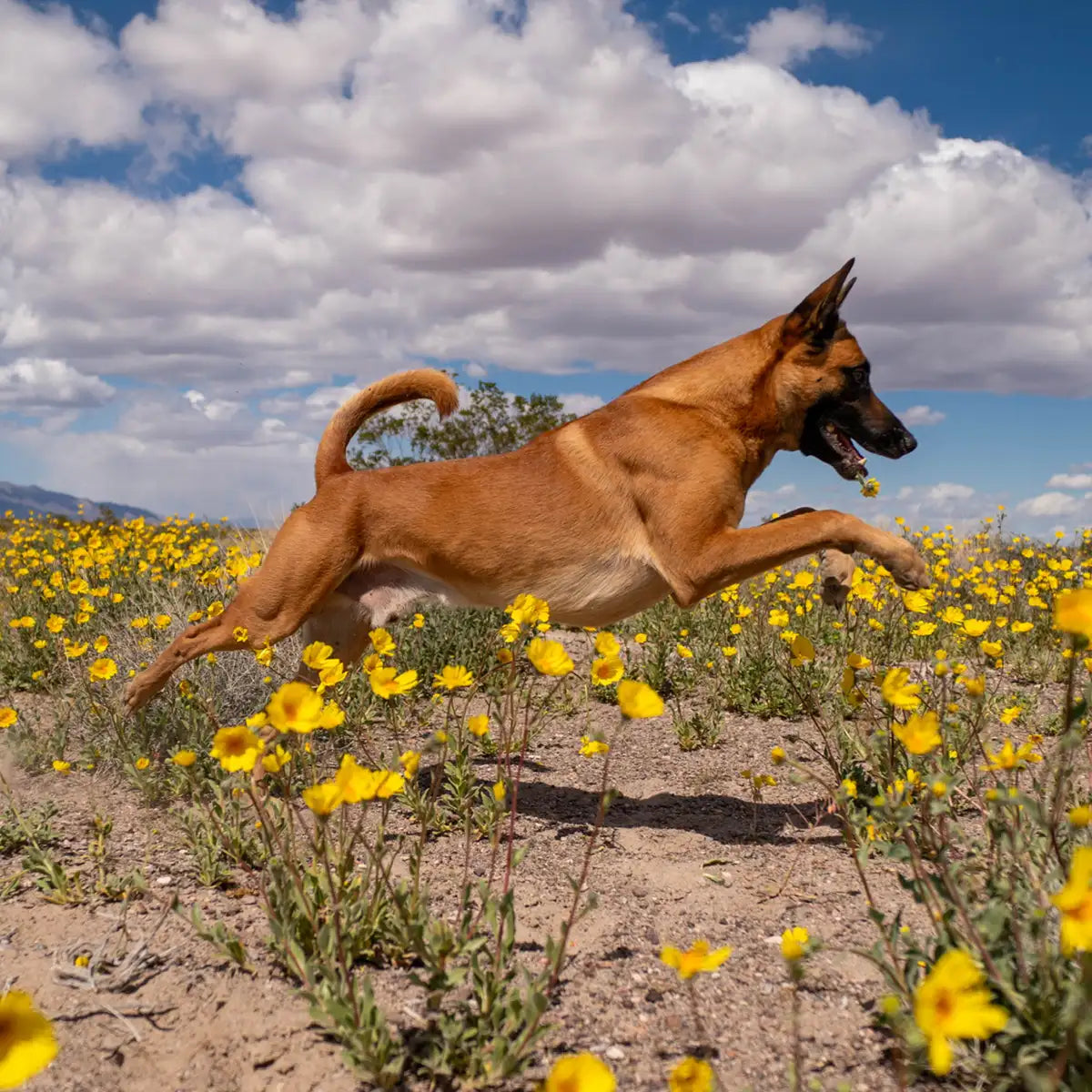 Dog jumping through a field of flowers