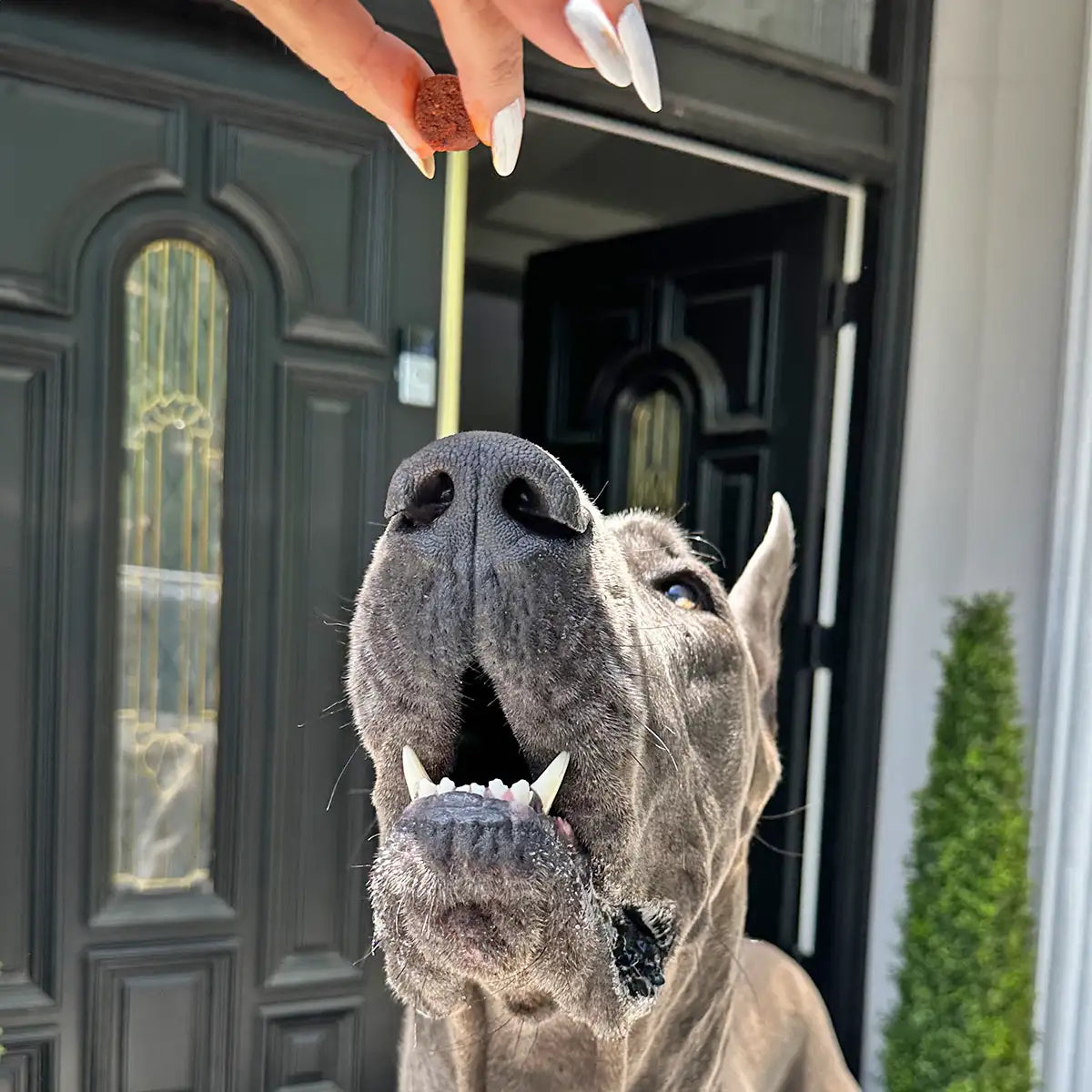 Dog looking at treat